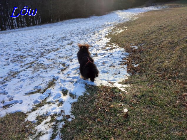 15.1.2024 - Howard sucht Spuren im Schnee